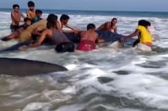 Blue Whale Shark Spotted At Beach In Odisha's Ganjam Blue Whale Shark Spotted At Beach In Odisha's Ganjam