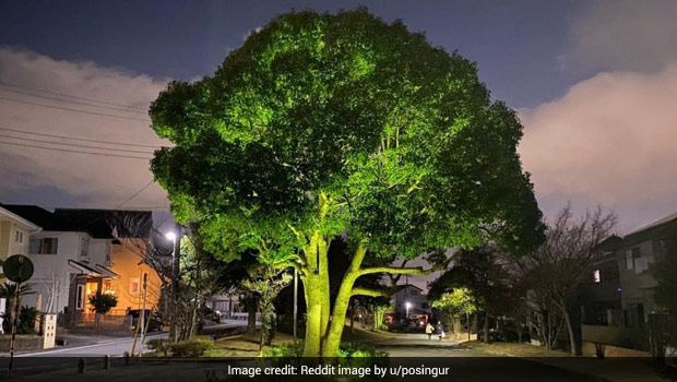 Pic Of 'Huge Broccoli' Goes Viral, Reddit Can't Decide If It's Creepy Or Funny