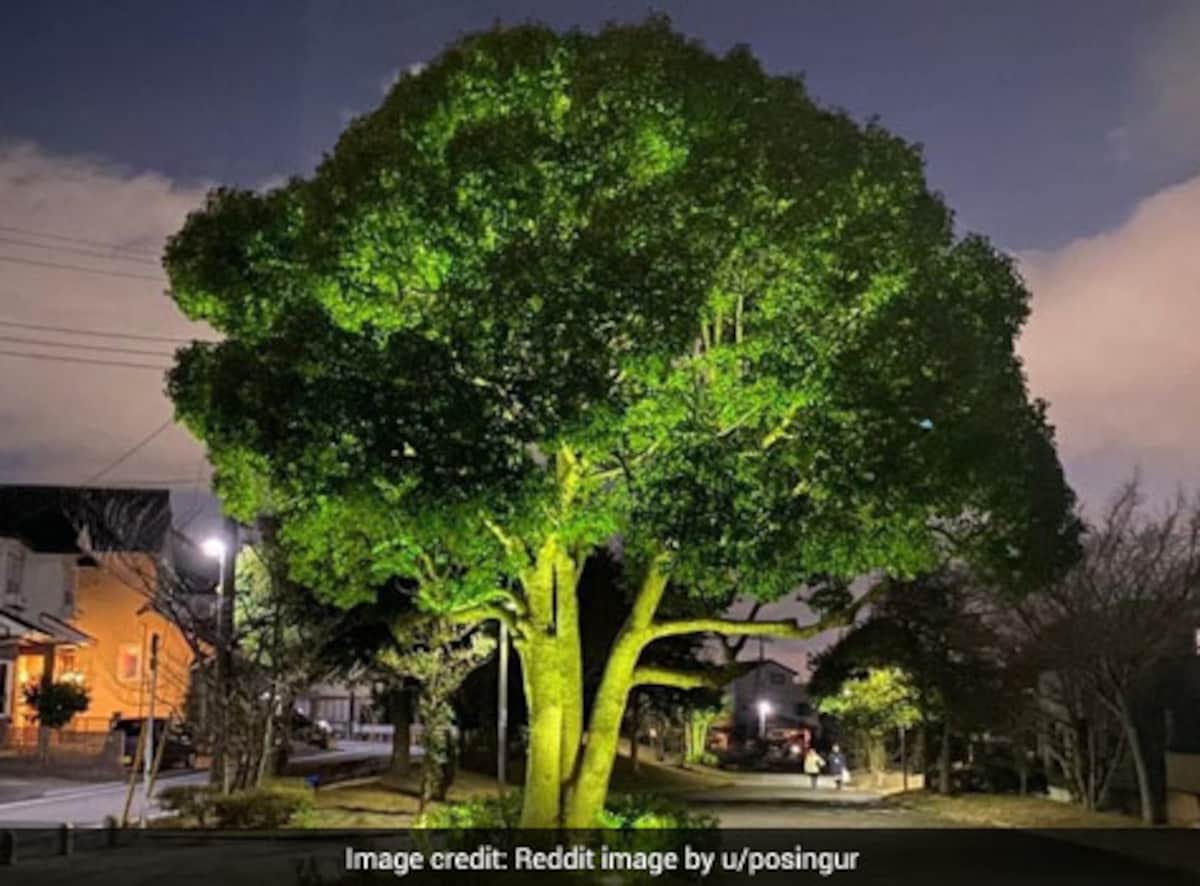 Pic Of Huge Broccoli Goes Viral, Reddit Cant Decide If Its Creepy Or Funny  - NDTV Food