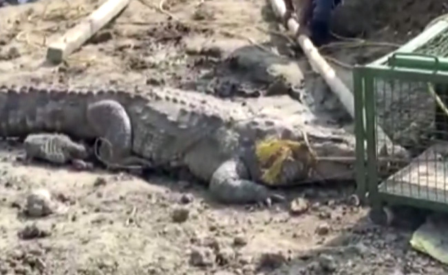 11-Foot Crocodile Rescued From Vadodara Construction Site. Watch