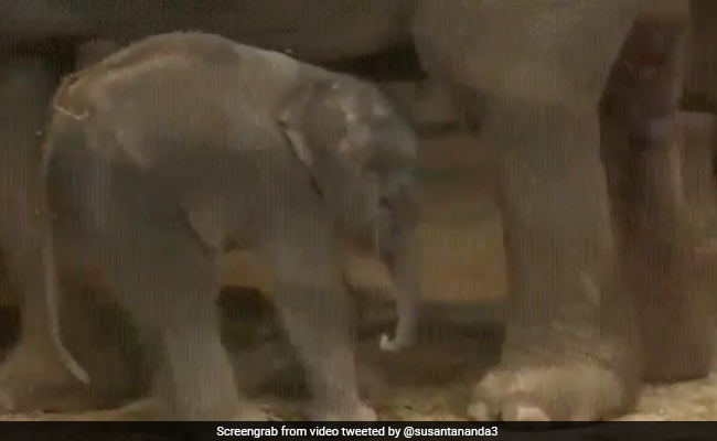 खड़े-खड़े सो गया हाथी का बच्चा, अचानक गिरा फिर हुआ कुछ ऐसा, लोग बोले- रात को सोए नहीं क्या ? - देखें मजेदार Video