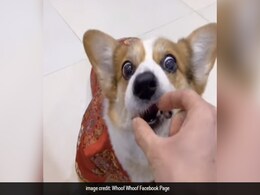 Viral Video: Dog Being Fed 'Invisible' Treat; Reaction Amuses Internet Viral Video: Dog Being Fed 'Invisible' Treat; Reaction Amuses Internet