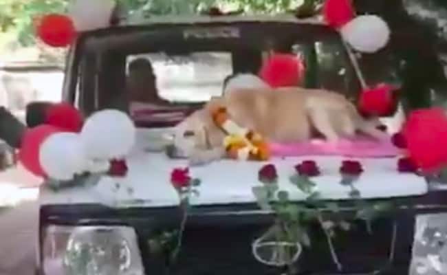 Warm Farewell For Sniffer Dog In Nashik After 11 Years Of Service. Watch Warm Farewell For Sniffer Dog In Nashik After 11 Years Of Service. Watch
