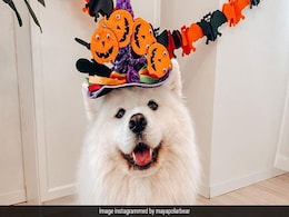Viral Video Of Dog Being Fed 'Imaginary Treats' Will Make You Smile Viral Video Of Dog Being Fed 'Imaginary Treats' Will Make You Smile