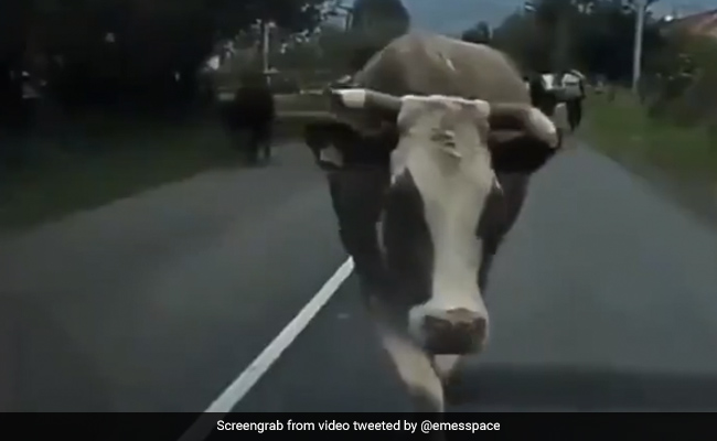 गाय ने मॉडल की तरह लहराते हुए बड़े स्टाइल में किया Catwalk, वीडियो देख नहीं रोक पाएंगे हंसी - देखें Video