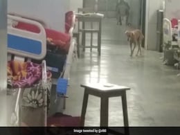 Video Of Dogs Inside Nagpur Hospital Goes Viral, Probe Ordered Video Of Dogs Inside Nagpur Hospital Goes Viral, Probe Ordered