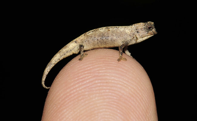 World's Smallest Reptile Found In Madagascar