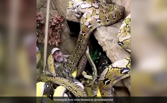 Video Of Man Surrounded By Snakes Couldn't Possibly Get Worse - But It Does