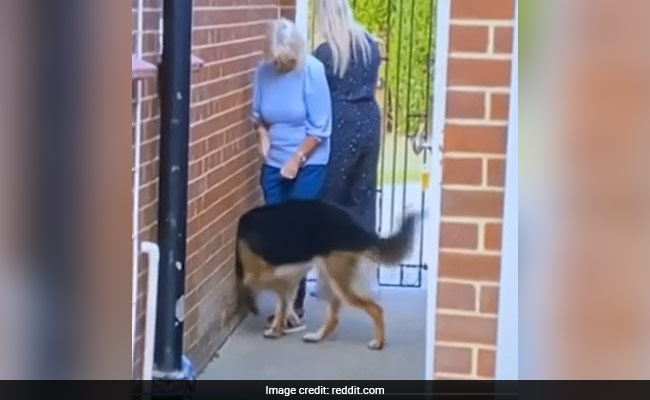 A Dog Walking Through A Wall And 5 Other Mind-Blowing Optical Illusions