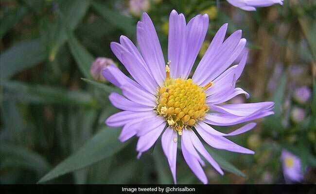बैच फ्लावर थेरेपी से जुड़े मिथक और भ्रांतियां, एक्सपर्ट से जानें पूरा सच