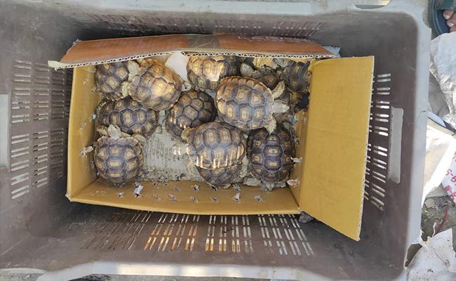 80 Exotic Animals Seized From India-Myanmar Border, New Route Suspected