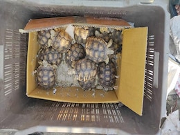 28 Tortoises, Otters Smuggled Into Thailand Plane, Found Crawling In Cabin 28 Tortoises, Otters Smuggled Into Thailand Plane, Found Crawling In Cabin