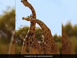 दो जिराफ के बीच कभी नहीं देखी होगी ऐसी जबरदस्त Fight, गर्दन घुमा-घुमाकर एक दूसरे पर किया अटैक - देखें Video दो जिराफ के बीच कभी नहीं देखी होगी ऐसी जबरदस्त Fight, गर्दन घुमा-घुमाकर एक दूसरे पर किया अटैक - देखें Video