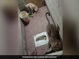 तेंदुए के साथ बाथरूम में फंस गया कुत्ता, परिवार ने दरवाजा किया लॉक और फिर... देखें Viral Photos तेंदुए के साथ बाथरूम में फंस गया कुत्ता, परिवार ने दरवाजा किया लॉक और फिर... देखें Viral Photos