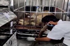Lion Severely Injured In Gujarat After Being Hit By Goods Train Lion Severely Injured In Gujarat After Being Hit By Goods Train