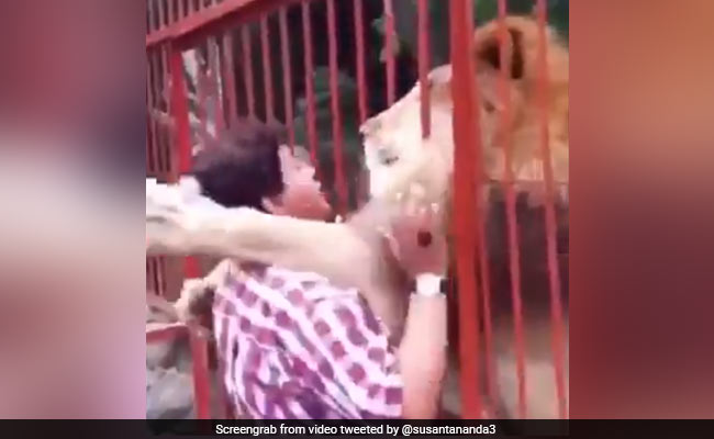 बब्बर शेर के करीब जैसे ही आई महिला, शेर ने झट से महिला को पकड़ा और फिर हुआ कुछ ऐसा - देखें Video