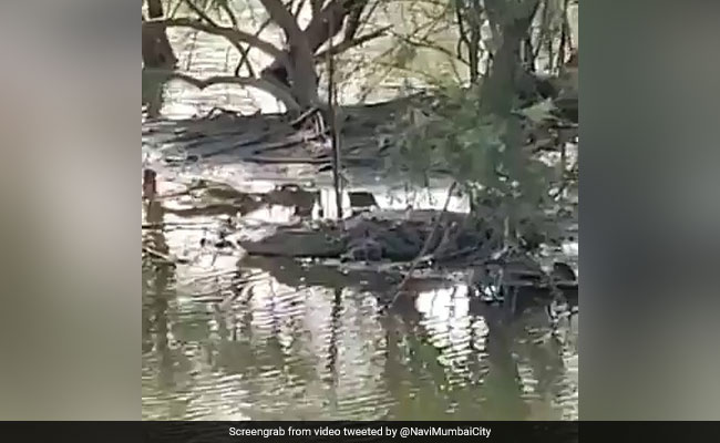 मुंबई की नालियों में सालों से घूम रहा था 6 फुट का मगरमच्छ, लोगों के उड़े होश - देखें Viral Video