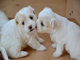 Happy Kiss Day 2021: Wishes, Images, Wallpapers, Quotes, WhatsApp Status, SMS, Messages, Photos, Pics, And Greetings Happy Kiss Day 2021: Wishes, Images, Wallpapers, Quotes, WhatsApp Status, SMS, Messages, Photos, Pics, And Greetings