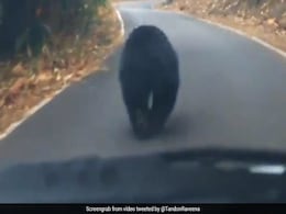 Viral Video: भालू दौड़ रहा था आगे, पीछे गाड़ी दौड़ा रहे थे लोग, रवीना टंडन बोलीं- शिष्टाचार दिखाओ... Viral Video: भालू दौड़ रहा था आगे, पीछे गाड़ी दौड़ा रहे थे लोग, रवीना टंडन बोलीं- शिष्टाचार दिखाओ...
