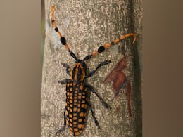 China Beetle Infestation On Indian Gooseberry Rising In Arunachal: Study China Beetle Infestation On Indian Gooseberry Rising In Arunachal: Study