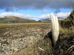 World's Oldest DNA Sequenced From Million-Year-Old Mammoths World's Oldest DNA Sequenced From Million-Year-Old Mammoths