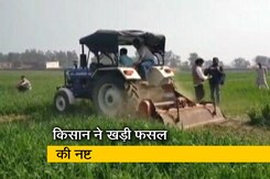 आंदोलन के समर्थन में हरियाणा के एक किसान ने 8 बीघा फसल को किया नष्ट आंदोलन के समर्थन में हरियाणा के एक किसान ने 8 बीघा फसल को किया नष्ट