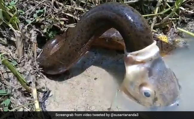 Fish Swallows Eel In Bizarre Video But There S More To It Than Meets The Eye Fish Swallows Eel In Bizarre Video But There S More To It Than Meets The Eye
