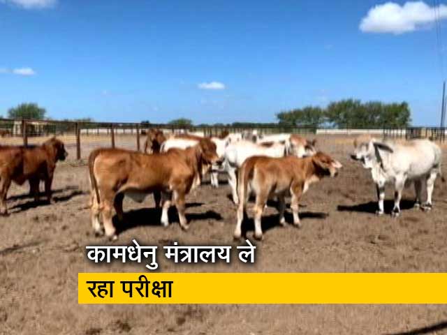 25 फरवरी को 'पवित्र गाय' पर ऑनलाइन परीक्षा