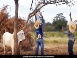 पेड़ में फंस गया था गाय का गला, लोगों ने बचाया तो ऐसे कर दिया Attack - देखें Viral Video पेड़ में फंस गया था गाय का गला, लोगों ने बचाया तो ऐसे कर दिया Attack - देखें Viral Video