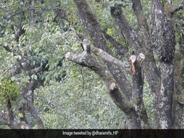 इस फोटो में पेड़ पर बैठा हुआ है एक उल्लू,  क्या आपको नज़र आया ? इस फोटो में पेड़ पर बैठा हुआ है एक उल्लू,  क्या आपको नज़र आया ?