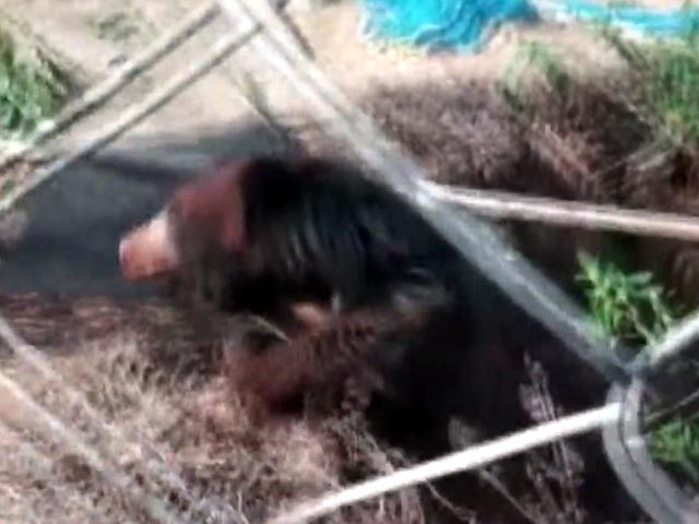 Wild Bear Rescued From Abandoned Well In Odisha