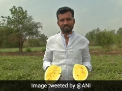 Karnataka Farmer Cultivates Yellow Watermelons, Here's How Twitter Reacted Karnataka Farmer Cultivates Yellow Watermelons, Here's How Twitter Reacted