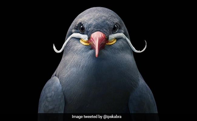 इंटरनेट पर वायरल हो रही इस अनोखे पक्षी की फोटो, IPS बोला- ‘मूंछे हों तो इसके जैसी...’