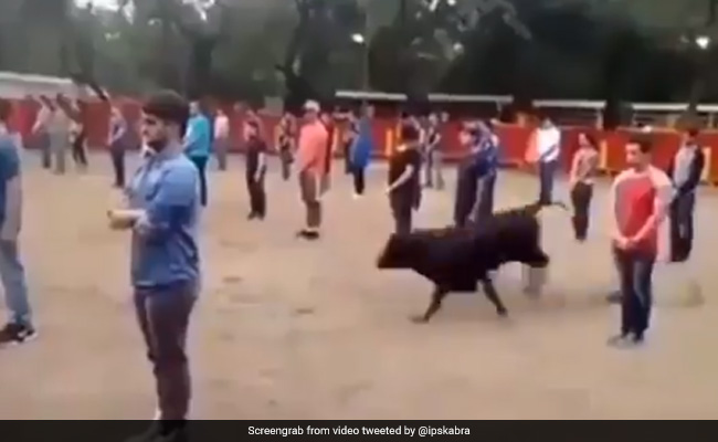 लाइन में खड़े थे लोग, अचानक बीच में घुस आया तेज रफ्तार से दौड़ता हुआ बैल, फिर हुआ कुछ ऐसा - देखें Video