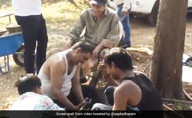 फार्म हाउस पर मजदूरों संग काम करते दिखे Dharmendra, बोले- हम इसी तरह इंजॉय करते हैं...देखें Video