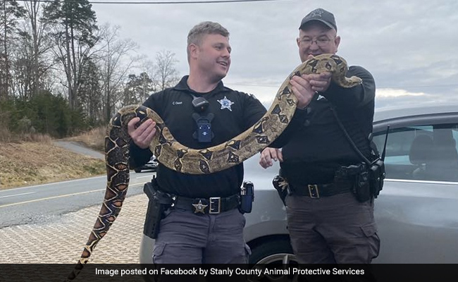 Boa Constrictor Slithers Out Of Container, Gets Stuck In Car Dashboard