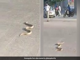 ट्रैफिक के बीच जब सड़क पर अचानक आ गया कोबरा, फिर हुआ कुछ ऐसा - देखें Video ट्रैफिक के बीच जब सड़क पर अचानक आ गया कोबरा, फिर हुआ कुछ ऐसा - देखें Video