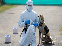 Army Trains Dogs To Sniff Out Covid On The Basis Of Urine, Sweat Samples Army Trains Dogs To Sniff Out Covid On The Basis Of Urine, Sweat Samples