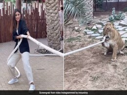 Mouni Roy शेर को रस्सी से खींचने की कर रही थीं कोशिश, तभी हुआ कुछ ऐसा- देखें Video Mouni Roy शेर को रस्सी से खींचने की कर रही थीं कोशिश, तभी हुआ कुछ ऐसा- देखें Video