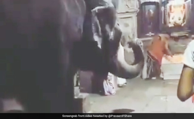 गणेश आरती के दौरान मंदिर में घुस आया हाथी, सिर झुकाकर ऐसे लिया 'आशीर्वाद' - देखें पूरा Video