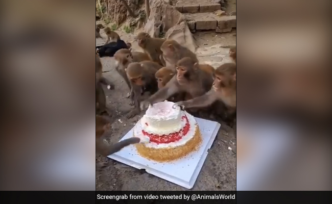 बंदरों ने ऐसे मनाई बर्थडे पार्टी, जमकर खाया केक, लोग बोले- Pawri Ho Rahi Hai - देखें मजेदार Video