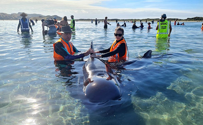Dozens Of Whales Strand At Notorious New Zealand Bay