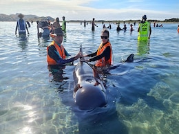 Dozens Of Whales Strand At Notorious New Zealand Bay Dozens Of Whales Strand At Notorious New Zealand Bay
