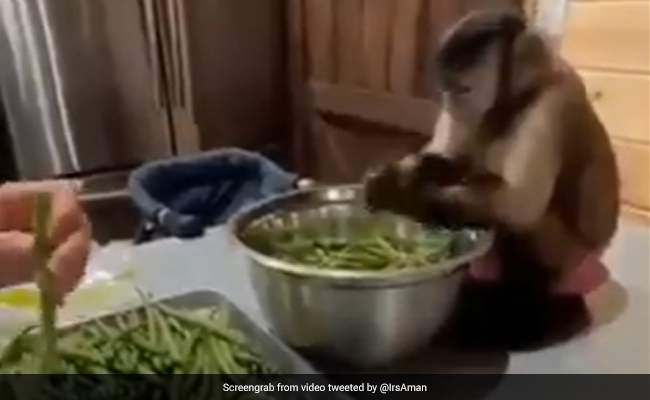 महिला के कहने पर बंदर ने झटपट काट डाली सारी सब्ज़ियां, लोग बोले - स्त्री है, कुछ भी करवा सकती है - देखें Video