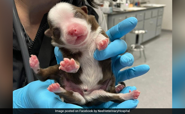 Puppy Born With 6 Legs, 2 Tails Has Survived Against All Odds