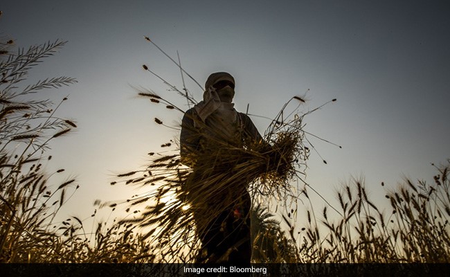 Kisan Diwas 2021: When And Why Is This Day Celebrated?