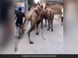 सड़क किनारे बाइक पर जा रहा था शख्स, अचानक ऊंट ने मारी ज़ोर की लात, फिर हुआ कुछ ऐसा - देखें मज़ेदार Video सड़क किनारे बाइक पर जा रहा था शख्स, अचानक ऊंट ने मारी ज़ोर की लात, फिर हुआ कुछ ऐसा - देखें मज़ेदार Video