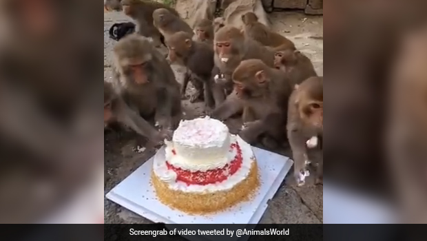 Monkeys Sharing A Huge Cake Is The Cutest 'Pawri Ho Rahi Hai' Viral Video