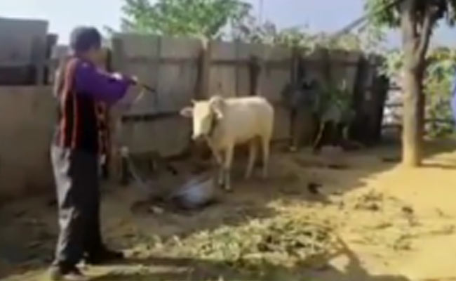 Manipur Man Shoots Cow, Case Registered After Outrage Over Video