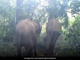 जंगल में हाथी ने किया जबरदस्त डांस, ऐसे थिरकाने लगा पैर... छिपे हुए कैमरे में कैद हुआ Video जंगल में हाथी ने किया जबरदस्त डांस, ऐसे थिरकाने लगा पैर... छिपे हुए कैमरे में कैद हुआ Video